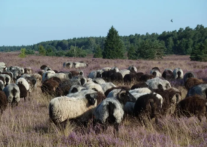 Appartement Vogelsang *